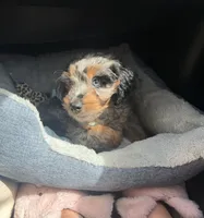 Smokey Blu, a female Poodle - Miniature  and Miniature Bernedoodle for sale in Irvine, CA – 7 of 10