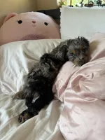 Smokey Blu, a female Poodle - Miniature  and Miniature Bernedoodle for sale in Irvine, CA – 10 of 10