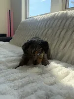Smokey Blu, a female Poodle - Miniature  and Miniature Bernedoodle for sale in Irvine, CA – 6 of 10