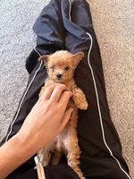 Navy, a male Poodle - Toy  for sale in Irvine, CA – Photo 2 of 10