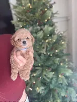 Navy, a male Poodle - Toy  for sale in Irvine, CA – Photo 8 of 10