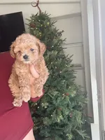 Navy, a male Poodle - Toy  for sale in Irvine, CA – Photo 3 of 10