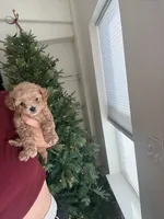 Navy, a male Poodle - Toy  for sale in Irvine, CA – Photo 9 of 10