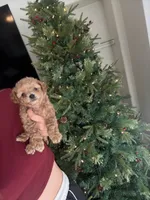 Navy, a male Poodle - Toy  for sale in Irvine, CA – Photo 10 of 10