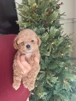 Navy, a male Poodle - Toy  for sale in Irvine, CA – Photo 6 of 10