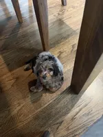 Smokey Blu, a female Poodle - Miniature  and Miniature Bernedoodle for sale in Irvine, CA – 8 of 10