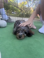 Smokey Blu, a female Poodle - Miniature  and Miniature Bernedoodle for sale in Irvine, CA – 9 of 10