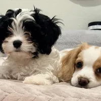 Leo the cavapoo, a male Cavapoo and Cavalier King Charles Spaniel for sale in Irvine, CA – Photo 1 of 10