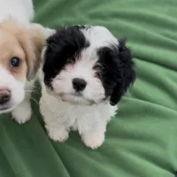 Leo the cavapoo, a male Cavapoo and Cavalier King Charles Spaniel for sale in Irvine, CA – Photo 10 of 10