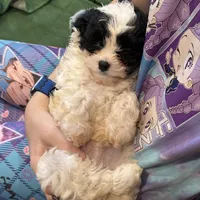 Leo the cavapoo, a male Cavapoo and Cavalier King Charles Spaniel for sale in Irvine, CA – Photo 6 of 10