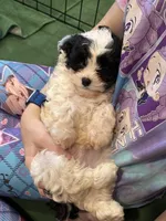 Leo the cavapoo, a male Cavapoo and Cavalier King Charles Spaniel for sale in Irvine, CA – Photo 6 of 10