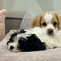 Leo the cavapoo, a male Cavapoo and Cavalier King Charles Spaniel for sale in Irvine, CA – Photo 4 of 10