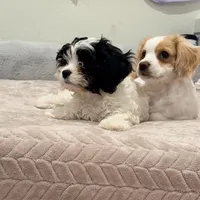 Leo the cavapoo, a male Cavapoo and Cavalier King Charles Spaniel for sale in Irvine, CA – Photo 5 of 10