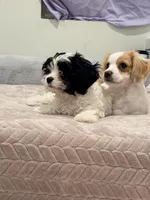 Leo the cavapoo, a male Cavapoo and Cavalier King Charles Spaniel for sale in Irvine, CA – Photo 5 of 10