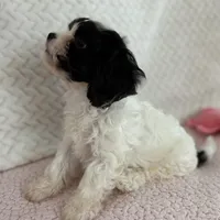 Leo the cavapoo, a male Cavapoo and Cavalier King Charles Spaniel for sale in Irvine, CA – Photo 2 of 10