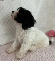 Leo the cavapoo, a male Cavapoo and Cavalier King Charles Spaniel for sale in Irvine, CA – Photo 2 of 10