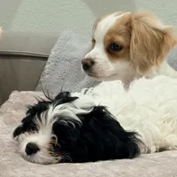 Leo the cavapoo, a male Cavapoo and Cavalier King Charles Spaniel for sale in Irvine, CA – Photo 3 of 10