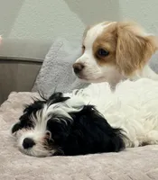 Leo the cavapoo, a male Cavapoo and Cavalier King Charles Spaniel for sale in Irvine, CA – Photo 3 of 10