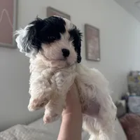 Leo the cavapoo, a male Cavapoo and Cavalier King Charles Spaniel for sale in Irvine, CA – Photo 9 of 10