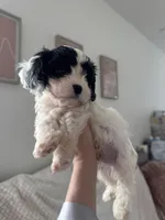 Leo the cavapoo, a male Cavapoo and Cavalier King Charles Spaniel for sale in Irvine, CA – Photo 9 of 10