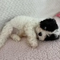 Leo the cavapoo, a male Cavapoo and Cavalier King Charles Spaniel for sale in Irvine, CA – Photo 7 of 10