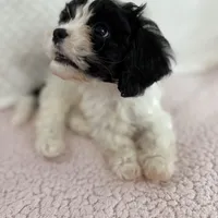 Leo the cavapoo, a male Cavapoo and Cavalier King Charles Spaniel for sale in Irvine, CA – Photo 8 of 10