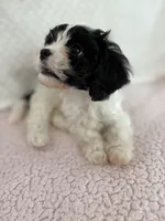 Leo the cavapoo, a male Cavapoo and Cavalier King Charles Spaniel for sale in Irvine, CA – Photo 8 of 10