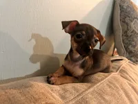 X, a male Chihuahua for sale in Greenville, TX – 8 of 10