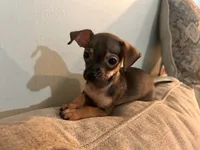 X, a male Chihuahua for sale in Greenville, TX – 4 of 10