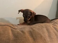 X, a male Chihuahua for sale in Greenville, TX – 6 of 10