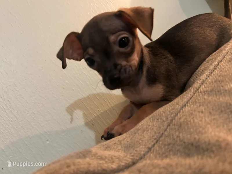 X – Chihuahua puppy for sale in Greenville, TX