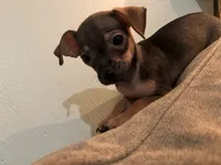 X, a male Chihuahua for sale in Greenville, TX – 1 of 10