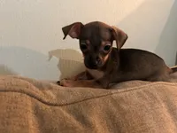 X, a male Chihuahua for sale in Greenville, TX – 9 of 10