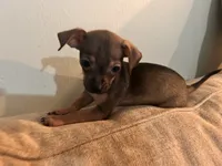 X, a male Chihuahua for sale in Greenville, TX – 10 of 10