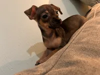 X, a male Chihuahua for sale in Greenville, TX – 7 of 10