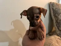 X, a male Chihuahua for sale in Greenville, TX – 3 of 10