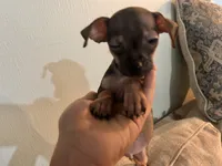 X, a male Chihuahua for sale in Greenville, TX – 2 of 10