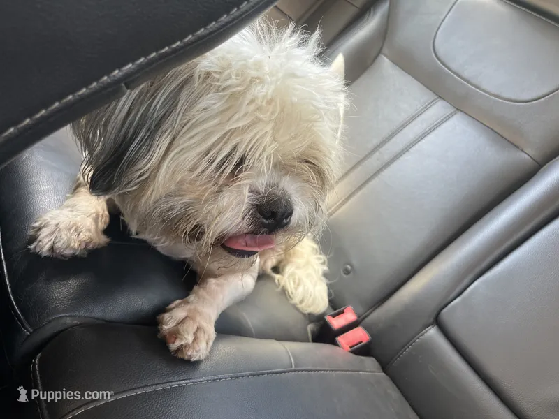Lady  – Shih Tzu puppy for sale in Memphis, TN