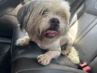 Lady , a female Shih Tzu for sale in Memphis, TN – 2 of 2