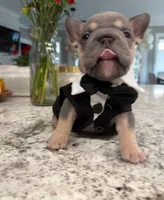 Elvis, a male French Bulldog for sale in Myrtle Beach, SC – Photo 1 of 3