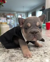 Elvis, a male French Bulldog for sale in Myrtle Beach, SC – Photo 3 of 3