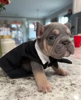 Elvis, a male French Bulldog for sale in Myrtle Beach, SC – Photo 2 of 3