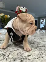 Armond, a male French Bulldog for sale in Myrtle Beach, SC – Photo 3 of 4