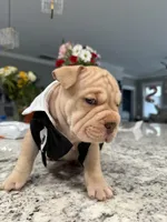 Armond, a male French Bulldog for sale in Myrtle Beach, SC – Photo 4 of 4