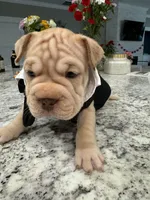 Armond, a male French Bulldog for sale in Myrtle Beach, SC – Photo 1 of 4