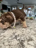 Chocolatta, a female French Bulldog for sale in Myrtle Beach, SC – Photo 2 of 2
