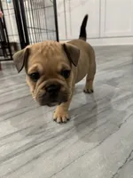 Scrappy, a male French Bulldog for sale in Myrtle Beach, SC – Photo 2 of 5