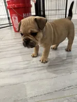 Scrappy, a male French Bulldog for sale in Myrtle Beach, SC – Photo 1 of 5