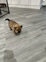 Scrappy, a male French Bulldog for sale in Myrtle Beach, SC – Photo 5 of 5