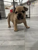 Scrappy, a male French Bulldog for sale in Myrtle Beach, SC – Photo 3 of 5